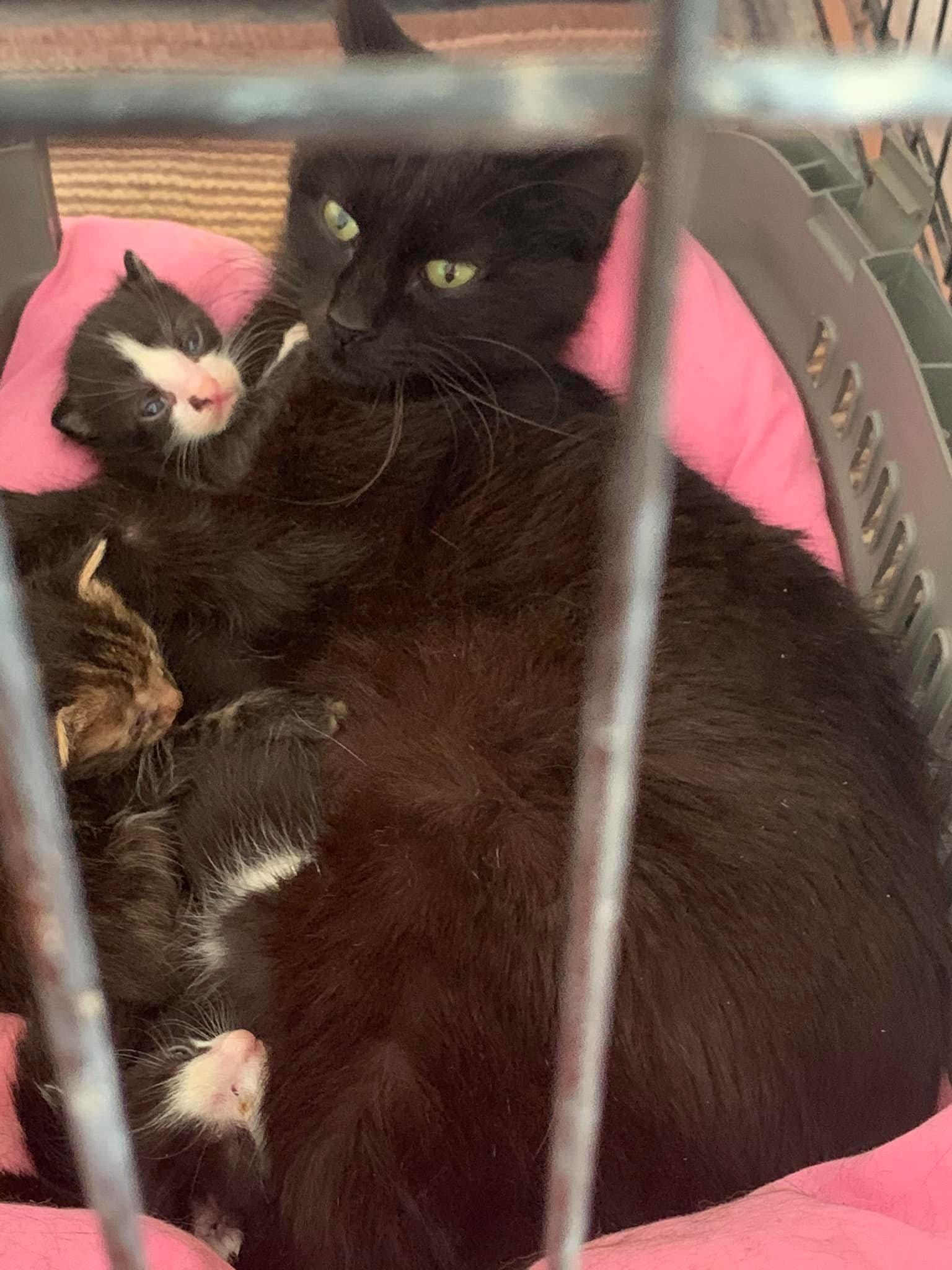 Cats at Stray Shelter of the City of Athens