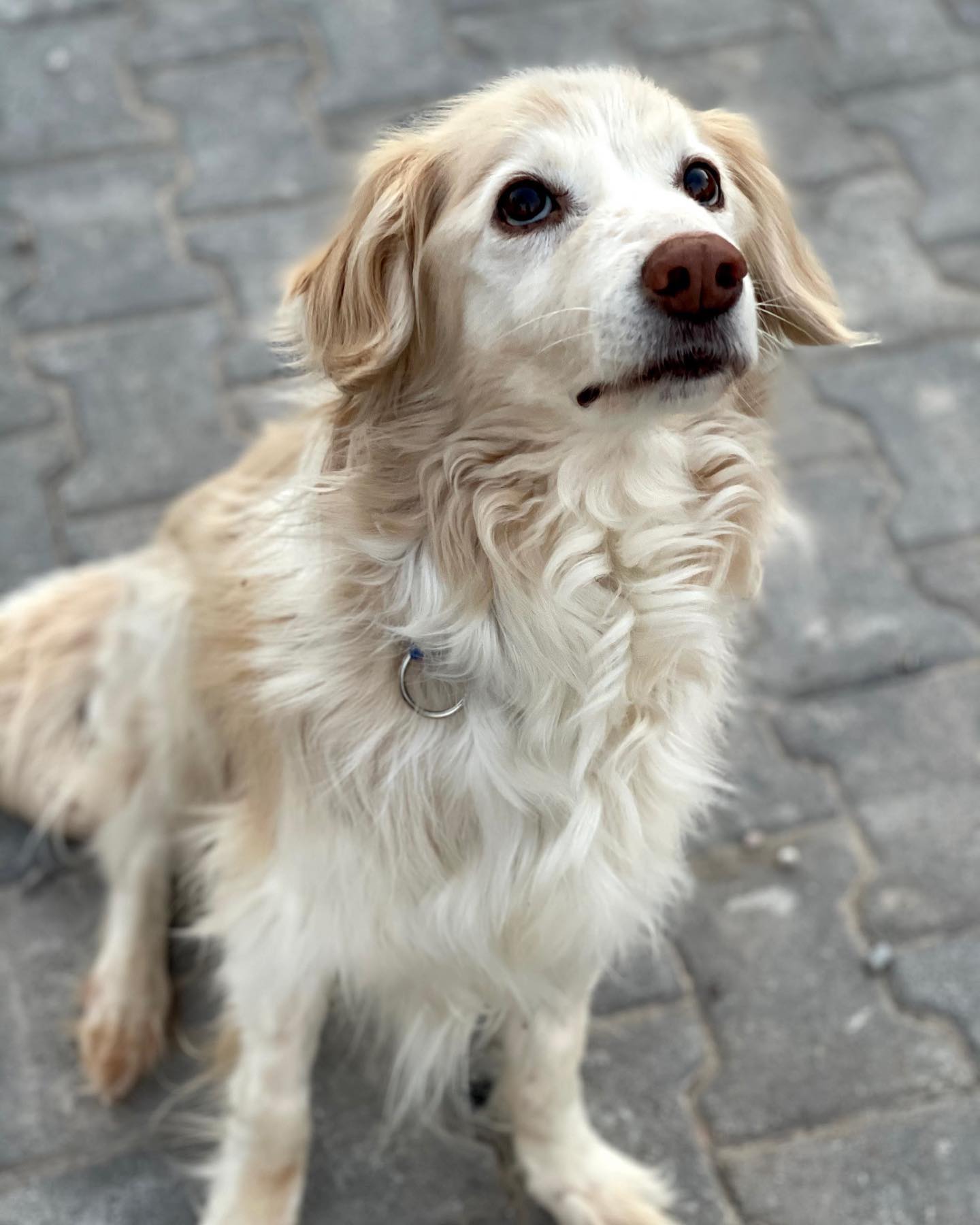 City of Athens Sheltered dog