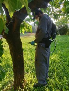 Ο Δήμος Αθηναίων θωρακίζει τις μουριές της πόλης απέναντι στο καταστροφικό έντομο Xylotrechus chinensis