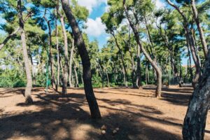 Δήμος Αθηναίων: Το Άλσος Χωροφυλακής θα παραμείνει κλειστό μέχρι νεωτέρας